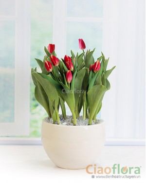 Pot of Tulips